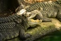 Crocodiles subfamily Crocodylinae or true crocodiles are large semiaquatic