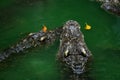 Crocodiles subfamily Crocodylinae or true crocodiles are large semiaquatic