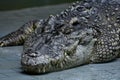 Crocodiles subfamily Crocodylinae or true crocodiles are large semiaquatic