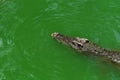 Crocodiles subfamily Crocodylinae or true crocodiles are large semiaquatic