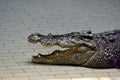 Crocodiles subfamily Crocodylinae or true crocodiles are large semiaquatic