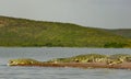 Crocodiles sunbathing at Lake Chamo