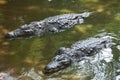 Crocodiles in a swamp