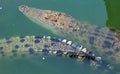 Crocodiles swimming in the pond Royalty Free Stock Photo