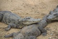 Crocodiles Royalty Free Stock Photo