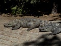 Crocodiles Taking Sunbath in a Zoo