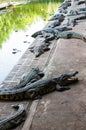 Crocodiles in Thai farm, Thailand Royalty Free Stock Photo