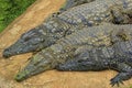 Crocodiles Royalty Free Stock Photo