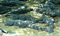 Crocodiles under a tree Royalty Free Stock Photo