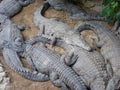 Crocodiles Royalty Free Stock Photo