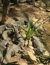 The Crocodiles at Vidanta Riviera Maya