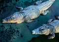 Crocodiles, view from above Royalty Free Stock Photo