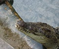 Crocodiles in the water at the crocodile farm