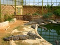 The crocodiles in winter pavilion on the farm on D
