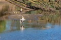 Crocodiles and yellow-billed storks