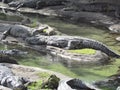 Crocodiles Royalty Free Stock Photo