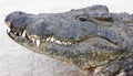 Crocodille