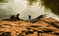 Crocodille baby with the open mounth and sharp teeth relaxing by water with the turtles in Africa