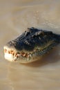 Crocodille at Kakadu National Park, Australia Royalty Free Stock Photo
