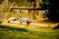 The Crocodille stand by waiting for food. Black aligator open his mouth during the relax time. Royalty Free Stock Photo