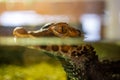 Crocodilles in the crocodille zoo in Prague, Czech Republic Royalty Free Stock Photo