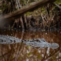 Crocodline Floats in Dark Tannin Water