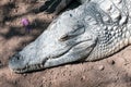 Crocodrile (head detail) Royalty Free Stock Photo