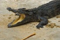 Crocodylidae or crocodile Royalty Free Stock Photo
