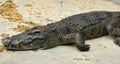 Crocodylidae or crocodile Royalty Free Stock Photo
