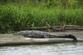 Crocodylidae, Crocodile