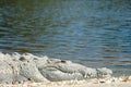 Crocodylus acutus Royalty Free Stock Photo