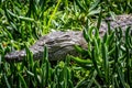 Crocodylus niloticus (juvenile)