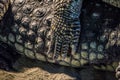 Crocodylus niloticus or Nile crocodile hand and feet