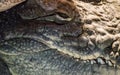 Crocodylus niloticus or Nile crocodile head close up