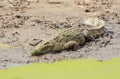 Crocodylus niloticus Royalty Free Stock Photo