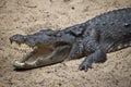 Crocodylus palustris Royalty Free Stock Photo