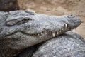 Crocodylus palustris Royalty Free Stock Photo