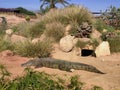 Crocoparc Agadir is a crocodile zoological park located in Drarga, a suburb of Agadir, Morocco.