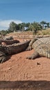 Adrenaline dose at Crocoparc Agadir, Drarga, Morocco