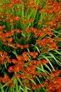 Crocosmia Royalty Free Stock Photo