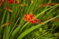 Crocosmia