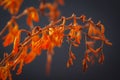 Colourful inflorescences of vivid red and orange flowers on divaricate branching stems on dark background