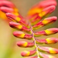 Crocosmia Fire Royalty Free Stock Photo