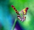 Crocosmia flower