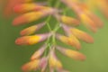 Crocosmia flower, abstract, double exposure