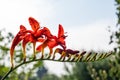 Crocosmia flower in bloom backlit