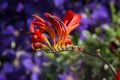 Crocosmia Flower