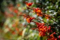 A close up of crocosmia flowers, with a shallow depth of field