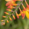 Crocosmia flowers, countryside, orange, summer, invader, close up shot