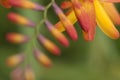 Crocosmia flowers, orange, countryside, invader